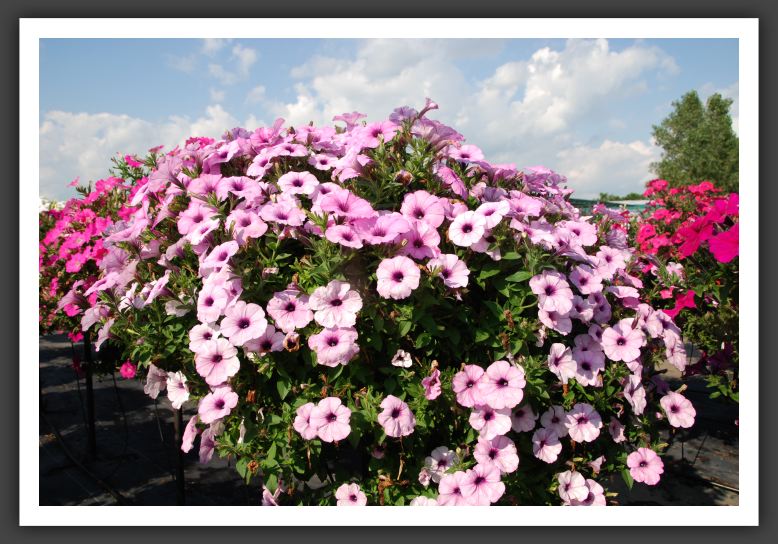 Petunia Plush Lilac Pearl_5212