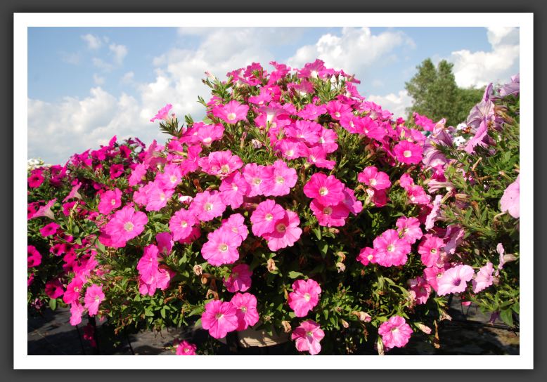 Petunia Plush Deep Pink_5213