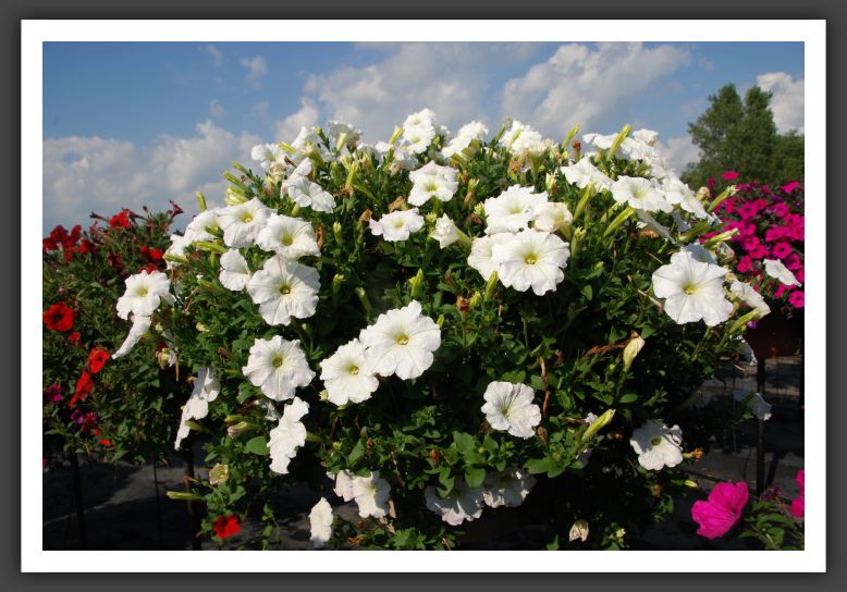 Petunia Plush White_5215