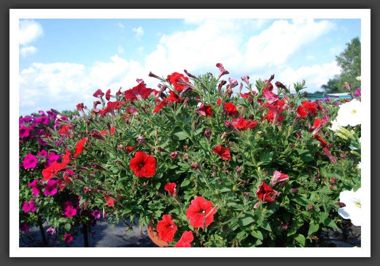 Petunia Plush Red_5216