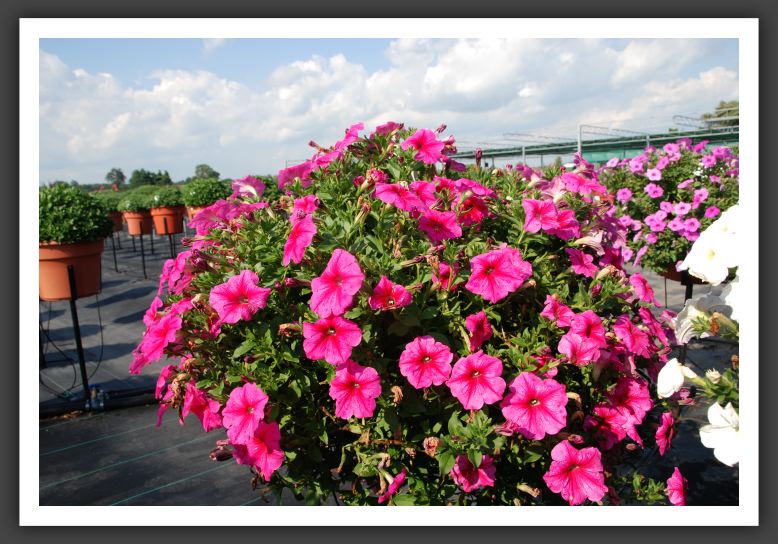 Petunia Famous Rose Star_5224