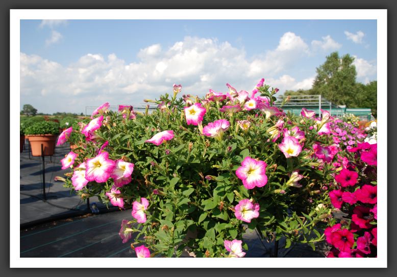 Petunia Famous Pink Morn_5225