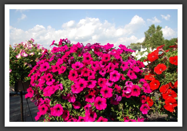 Petunia Famous Trailing Purple_5226