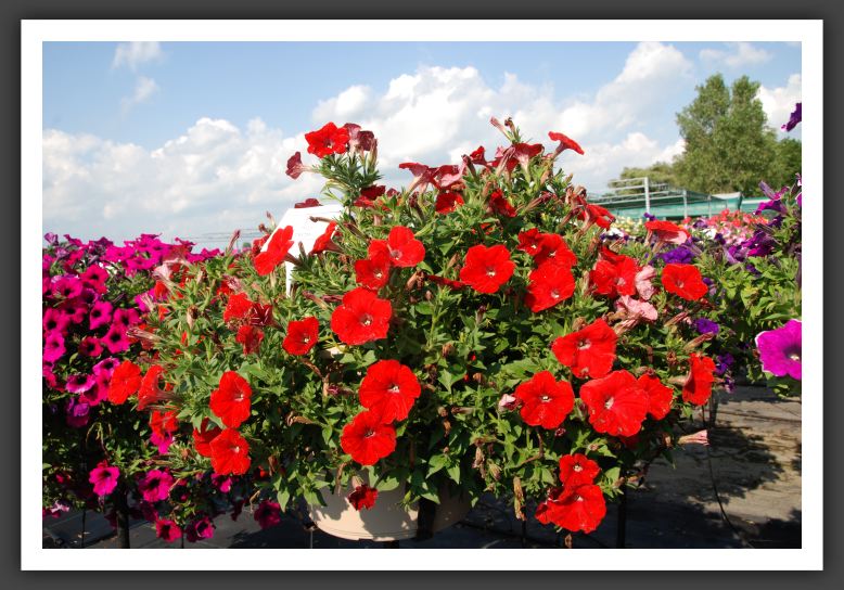 Petunia Famous Firestorm_5227