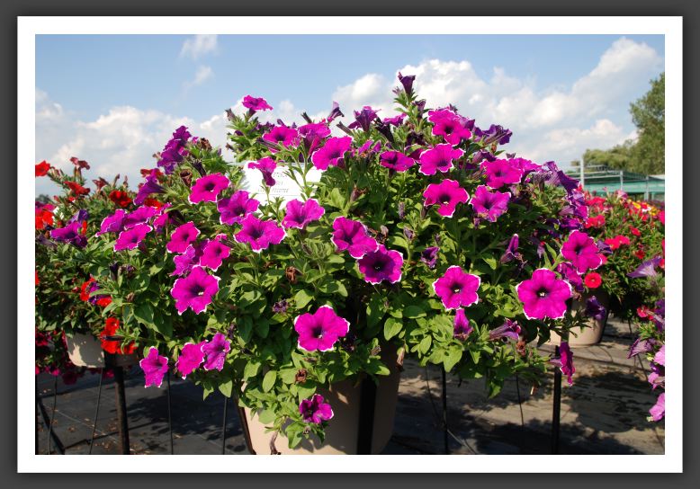 Petunia Famous_5228