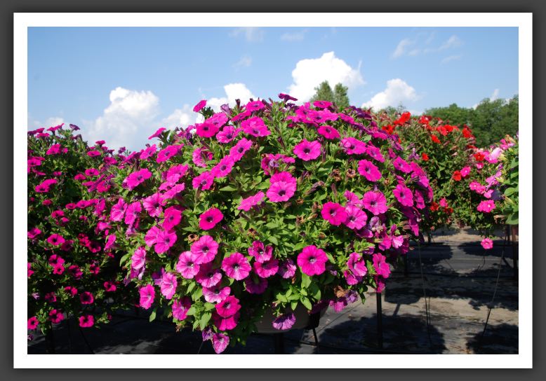 Petunia Charming Dark Pink_5239