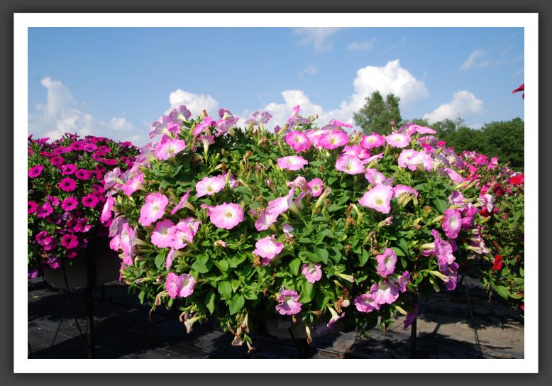 Petunia Charming Lavender Pink_5240