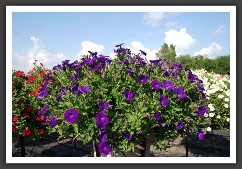 Petunia Charming Blue_5242