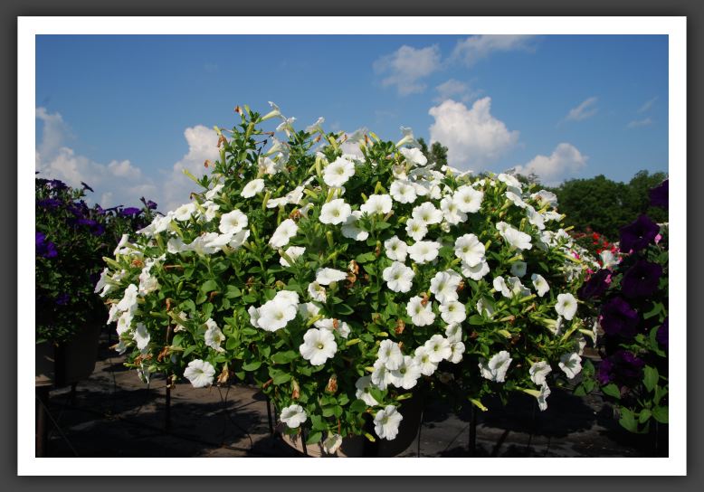 Petunia Charming White_5243