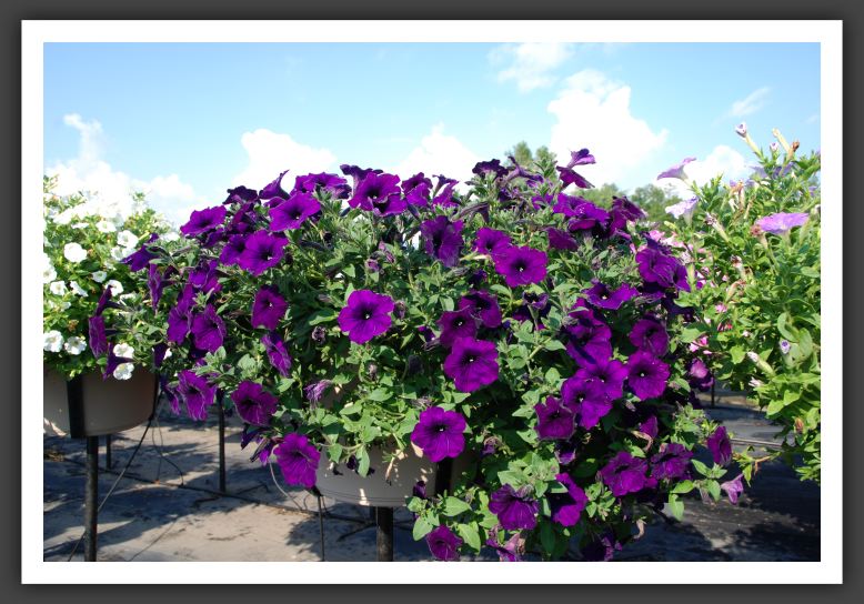 Petunia Fame Blue_5244