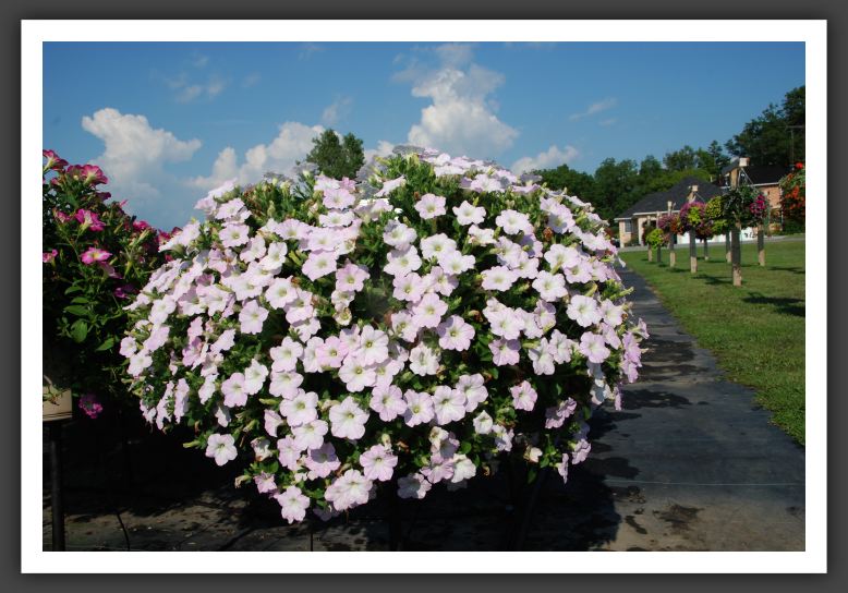 Petunia Supertunia Mini Appleblossom_5248
