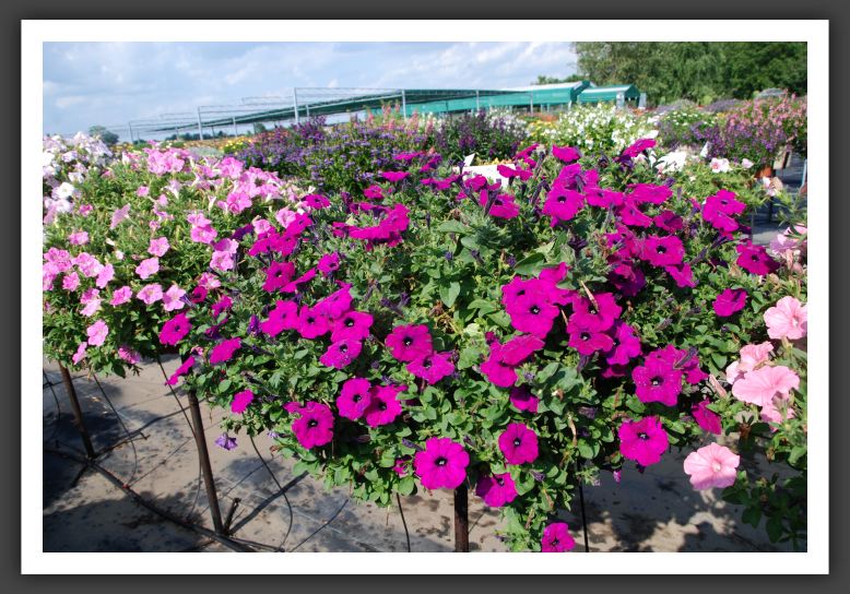 Petunia Ramblin' Violet_5160