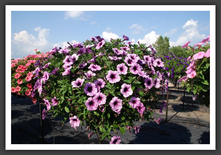Petunia Supertunia Bordeaux_5255