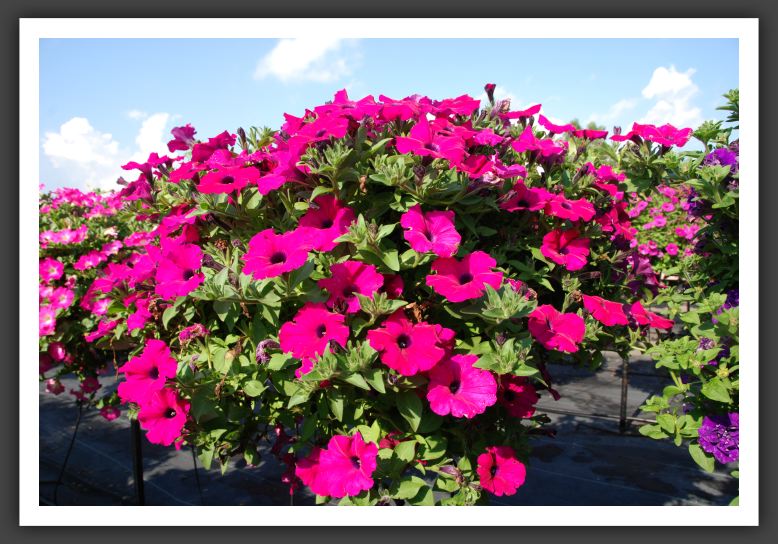 Petunia Supertunia Royal Magenta_5258