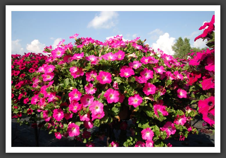 Petunia Supertunia Mini Bright Pink_5259