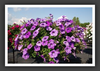 Petunia Jamboree Light Blue_5277