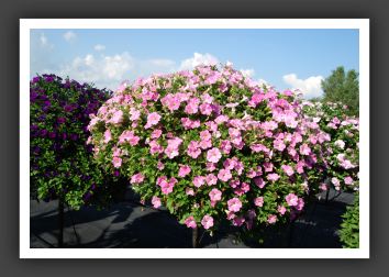 Petunia Tiny Tunia Pink_5329