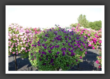 Petunia Tiny Tunia Violet_5330