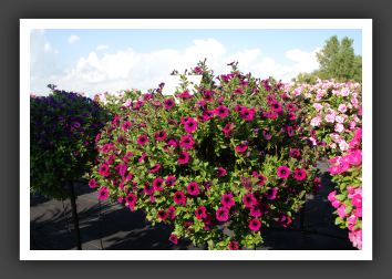 Petunia Tiny Tunia Burgundy_5331