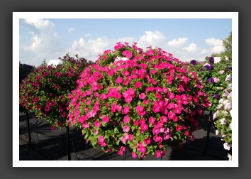 Petunia Tiny Tunia Rose_5332