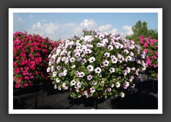 Petunia Tiny Tunia Silver_5333