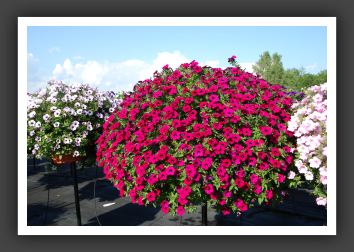 Petunia Blankets Zinfandel_5334