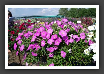 Petunia Ramblin' Lavender_5153