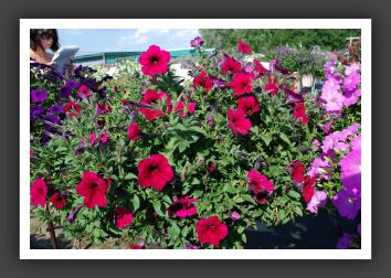 Petunia Ramblin' Burgundy Chrome_5154