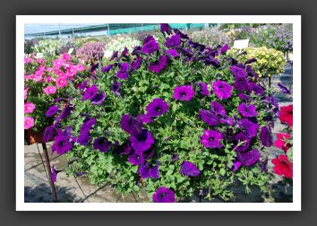 Petunia Ramblin' NuBlue_5155