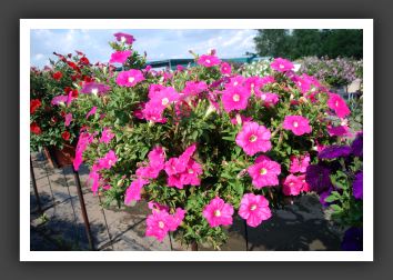 Petunia Ramblin' Pink_5156