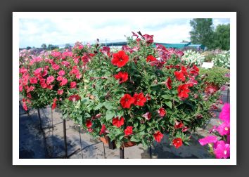 Petunia Ramblin' Red_5157
