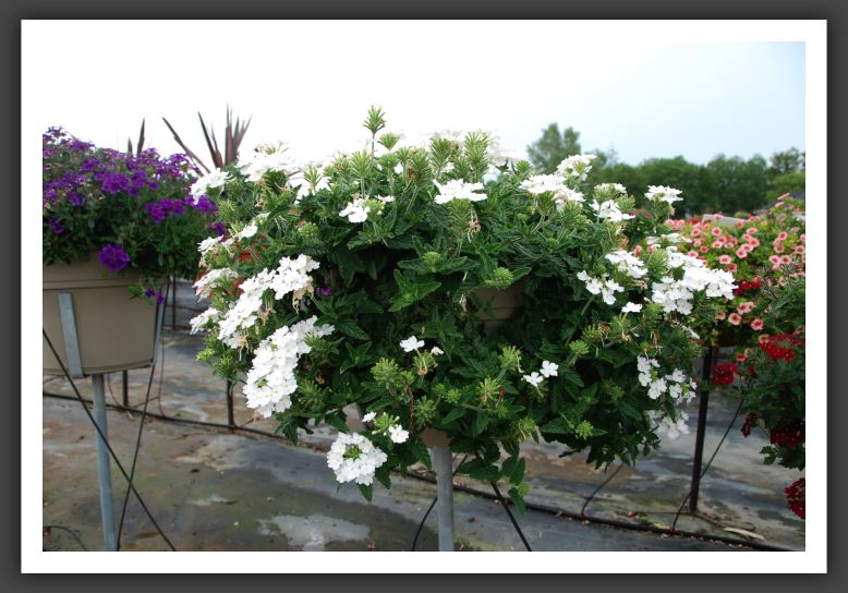 Verbena Lanai Blush White_5484