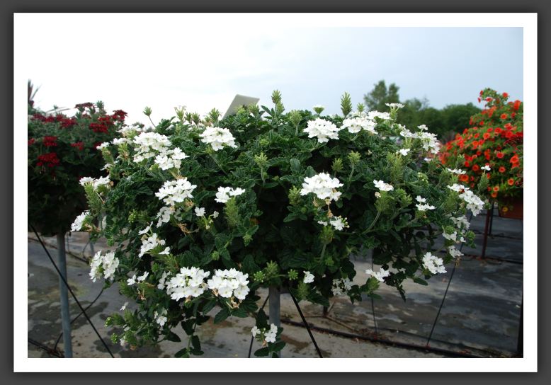 Verbena Lascar White_5486