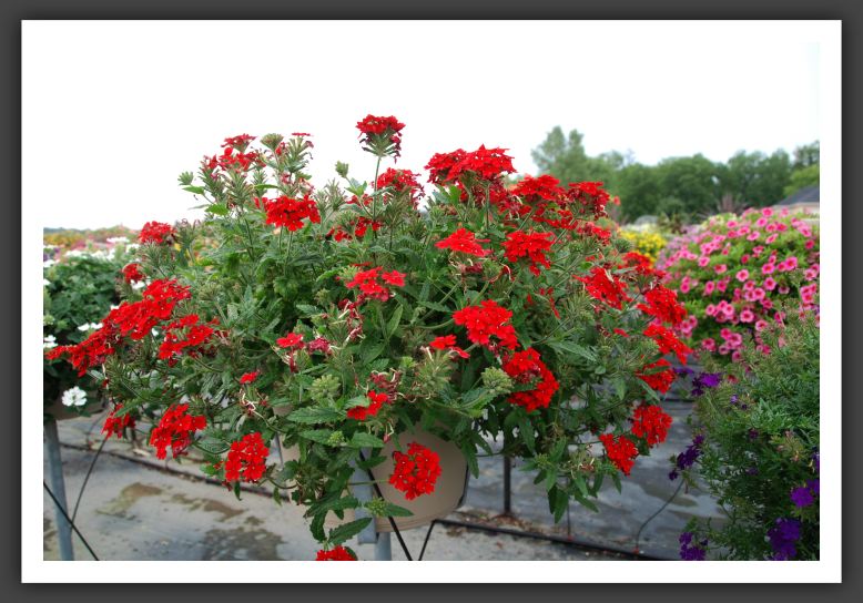 Verbena Lascar Compact Red_5487