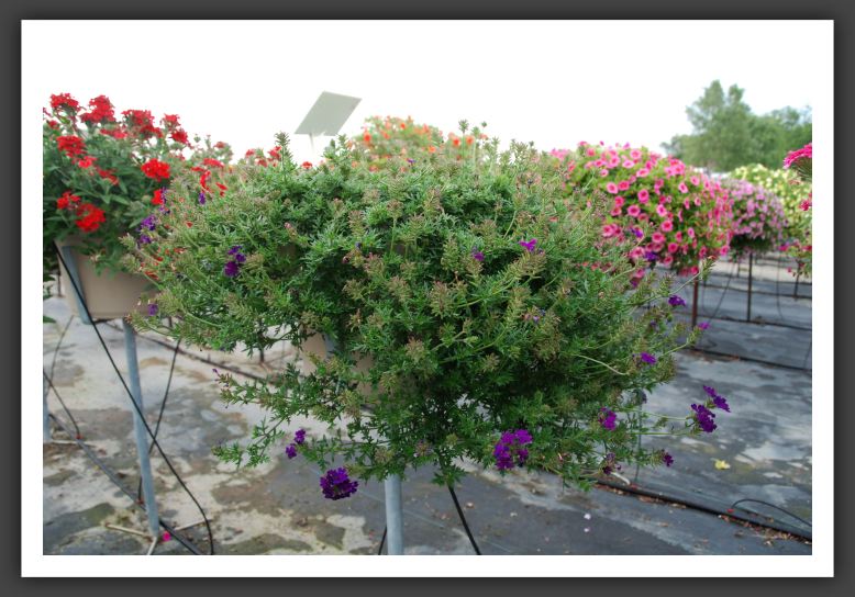 Verbena Lascar Dark Blue_5488