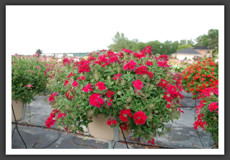 Verbena Lascar Compact Burgundy_5490