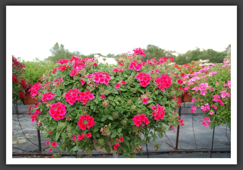 Verbena LascarCompact Hot Rose_5491