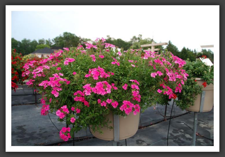 Verbena LascarCompact Pink_5492