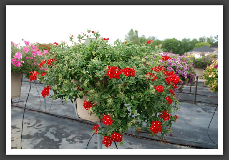 Verbena Lascar Compact Red + Eye_5493