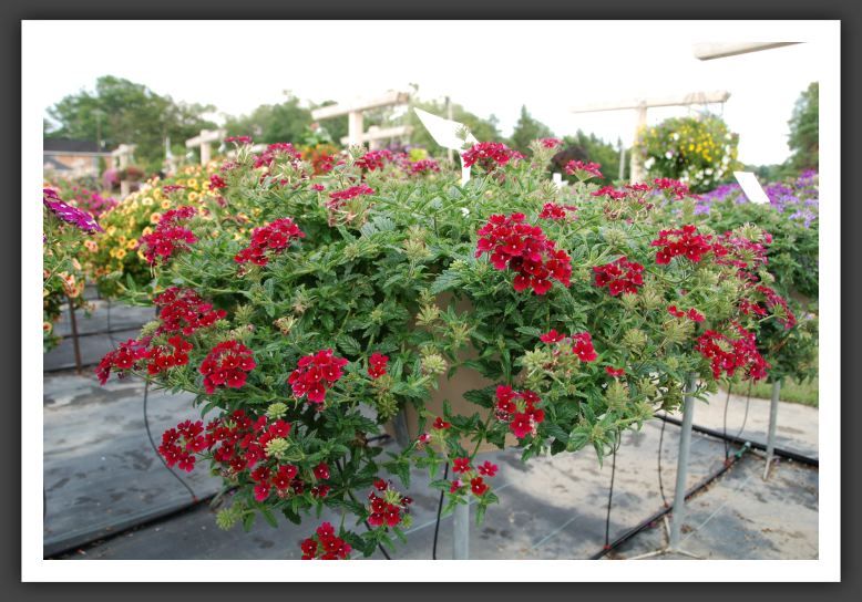 Verbena Fuego Burgundy_5495