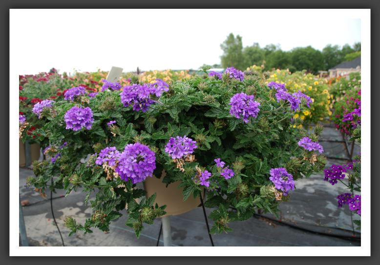 Verbena Fuego Denim Blue_5496