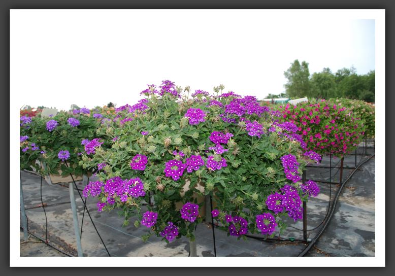 Verbena Fuego Dark Violet_5497