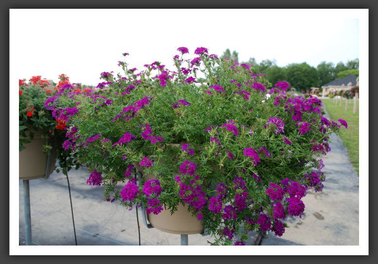 Verbena Babylon Purple_5498