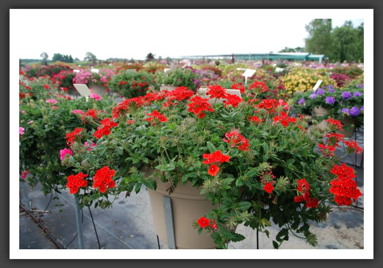 Verbena Fuego Bright Red_5499