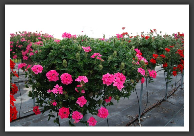 Verbena Fuego Pink_5500