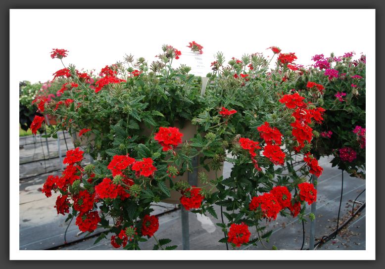 Verbena Fuego Red Evol._5501