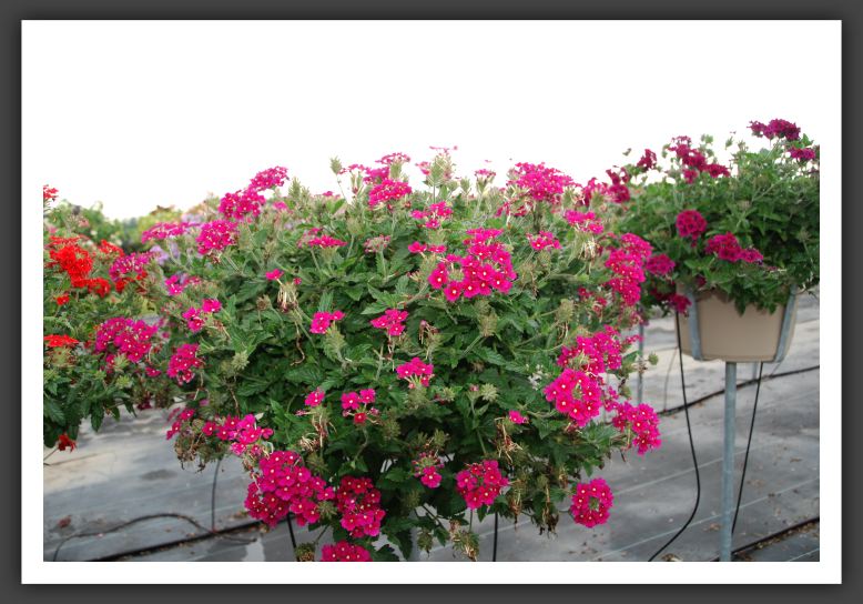 Verbena Fuego Fuchsia_5502