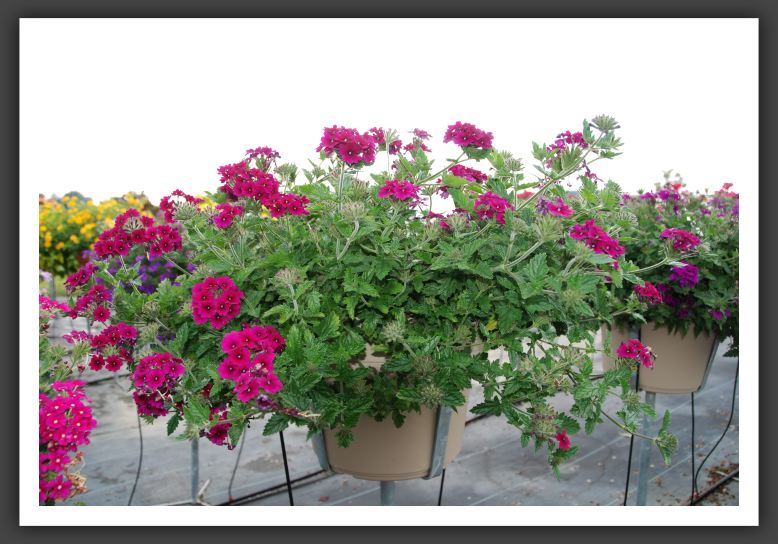 Verbena Superbena Burgundy_5503