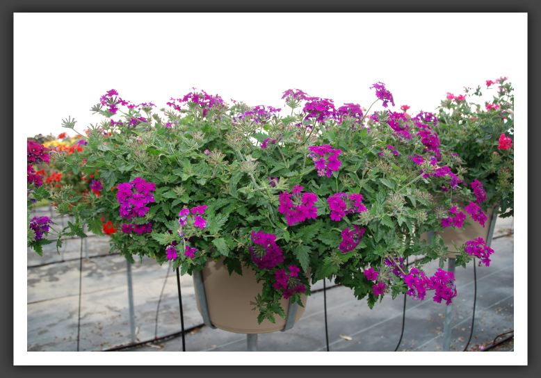 Verbena Superbena Purple_5504