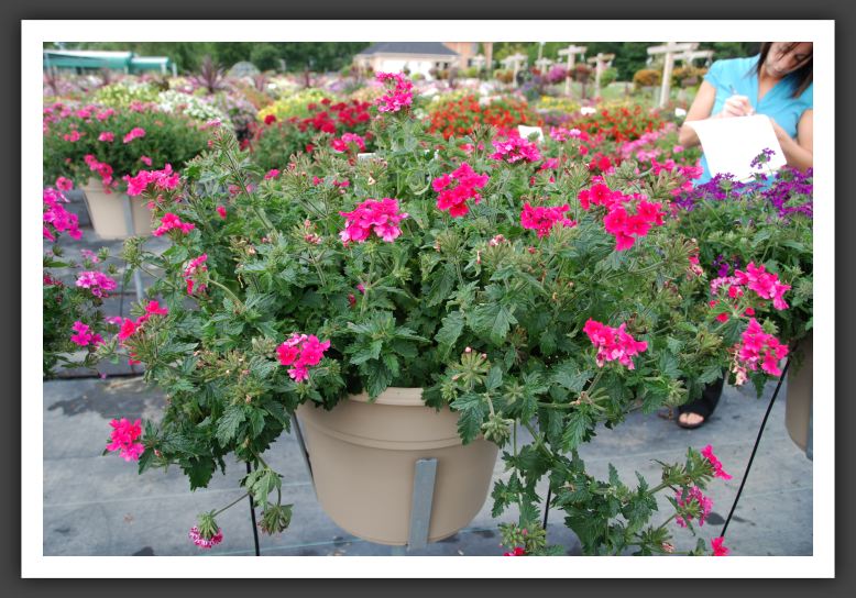 Verbena Superbena Coral Red_5505